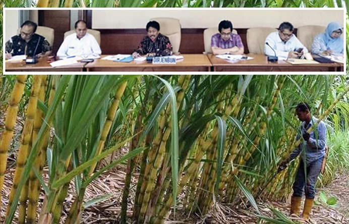 Ditjen Perkebunan Revitalisasi Kebun Tebu Capai Swasembada Gula 2019